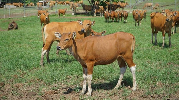 Unit Usaha Peternakan